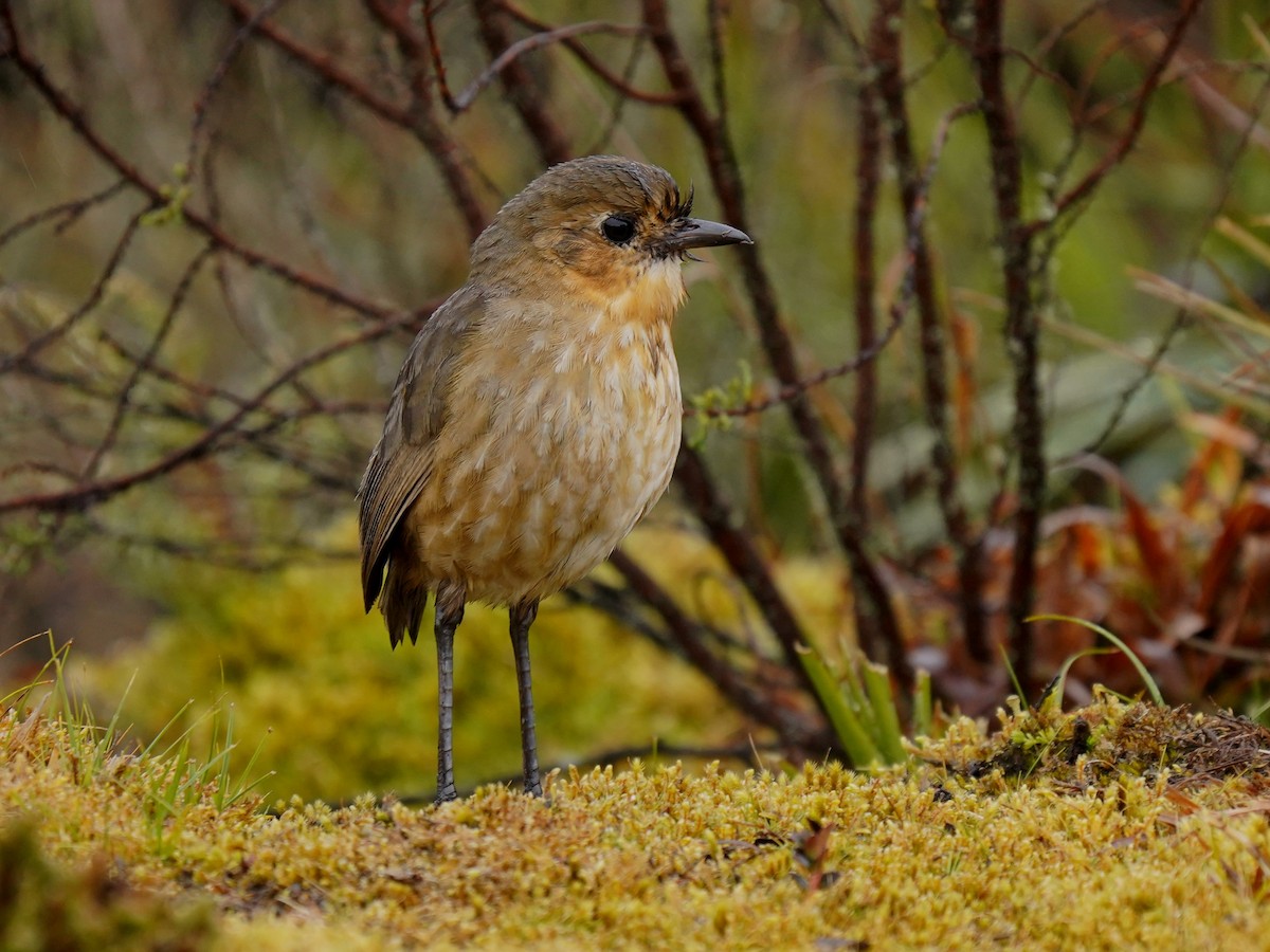 Boyaca Antpitta - ML630937508