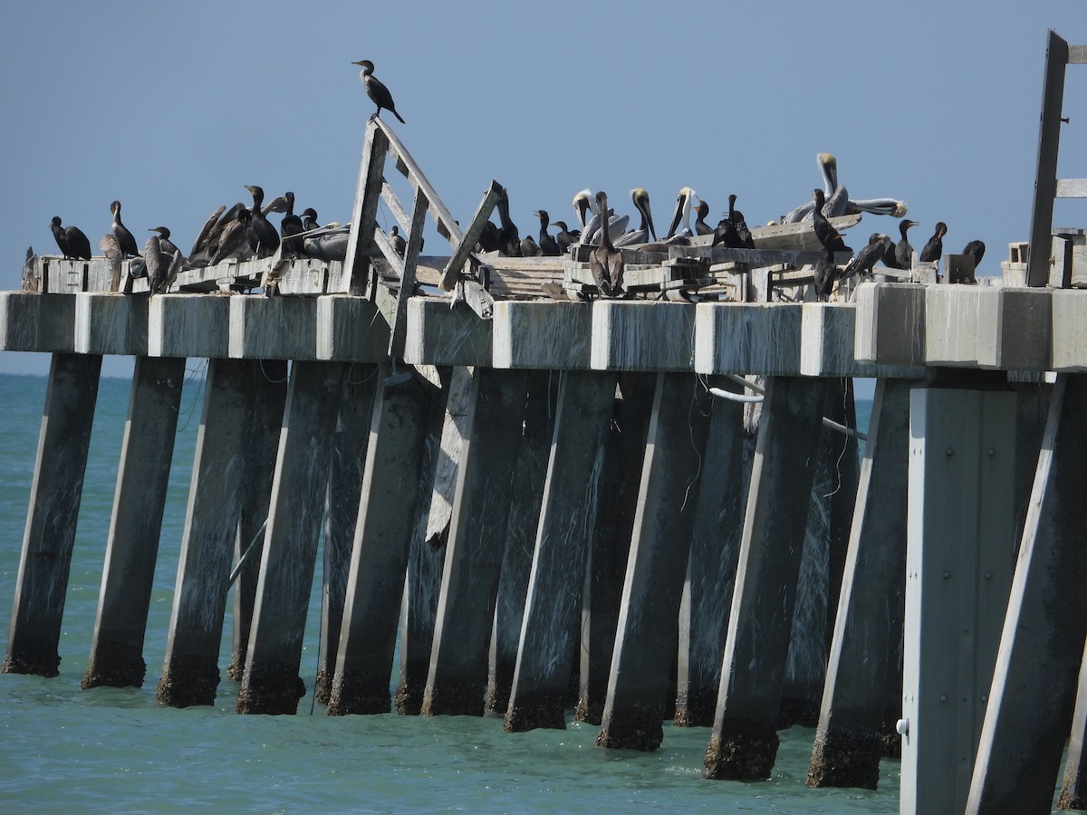 Double-crested Cormorant - ML630937528