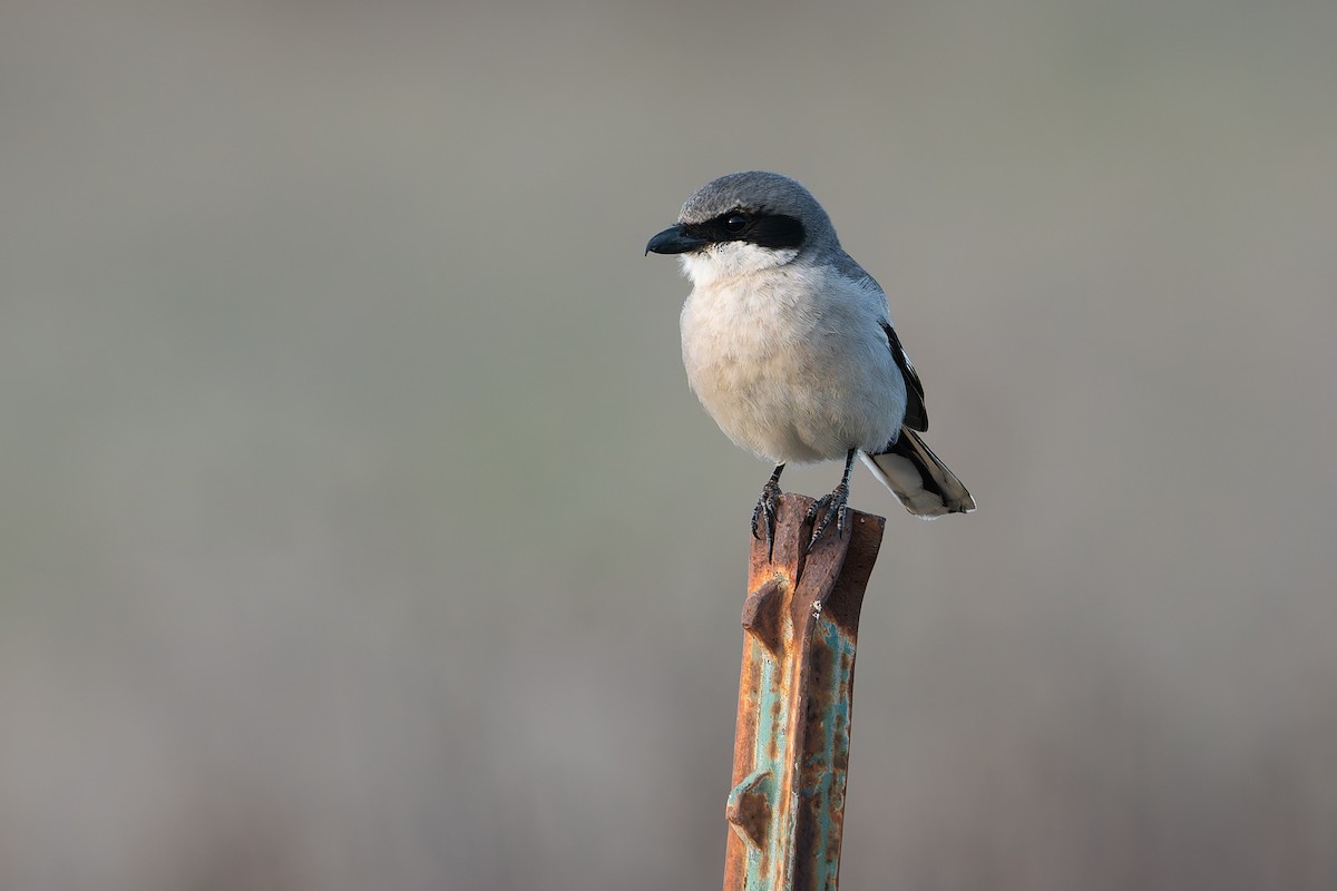 Loggerhead Shrike - ML630937537