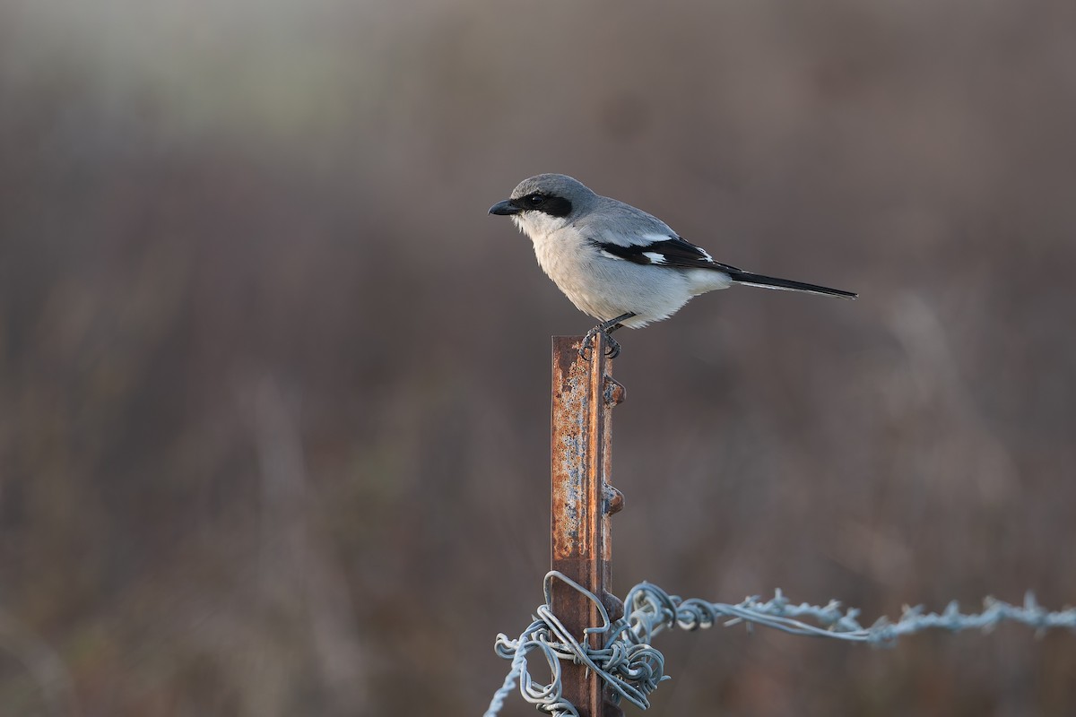 Loggerhead Shrike - ML630937552