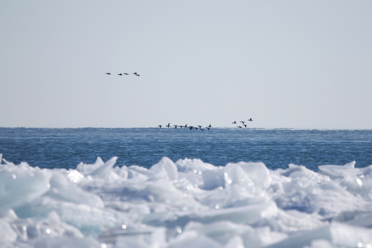 Common Goldeneye - ML630937756