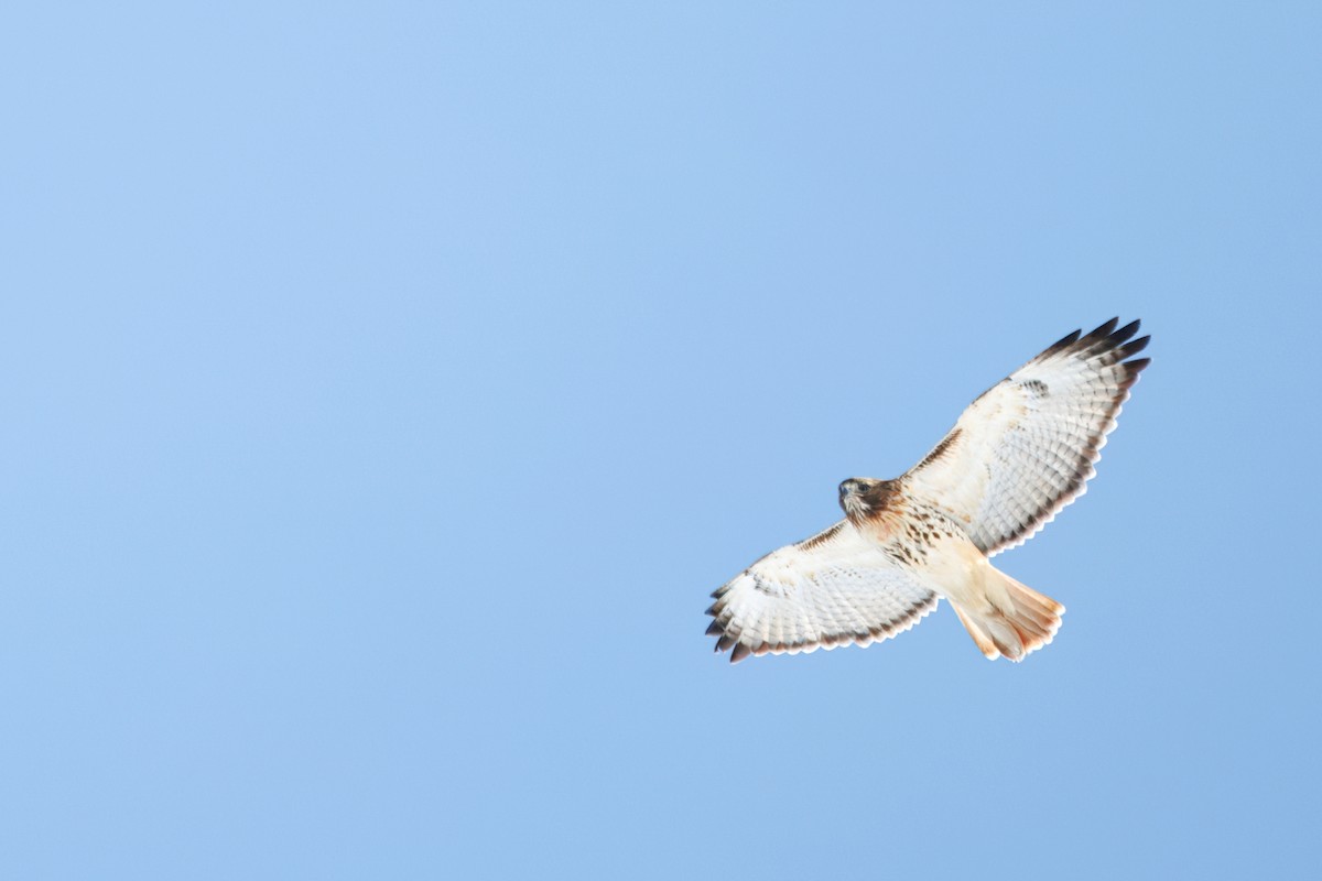 Red-tailed Hawk - ML630937854