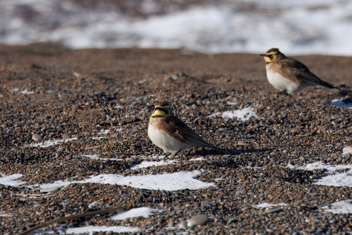 Horned Lark - ML630937873