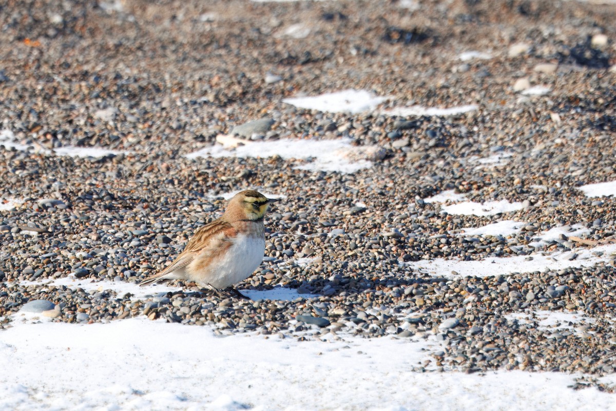Horned Lark - ML630937874