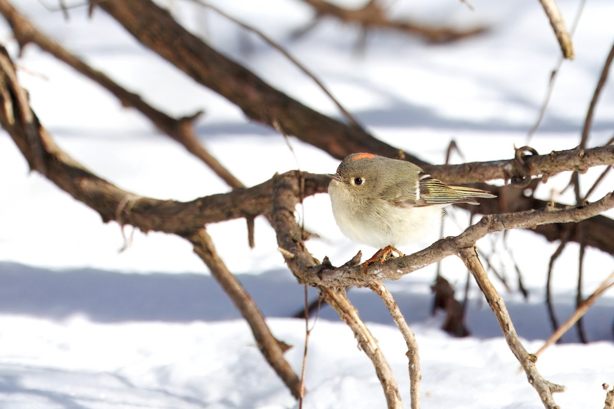 Ruby-crowned Kinglet - ML630937901