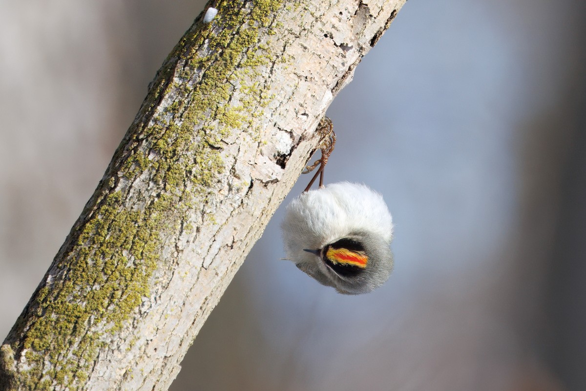 Golden-crowned Kinglet - ML630937931