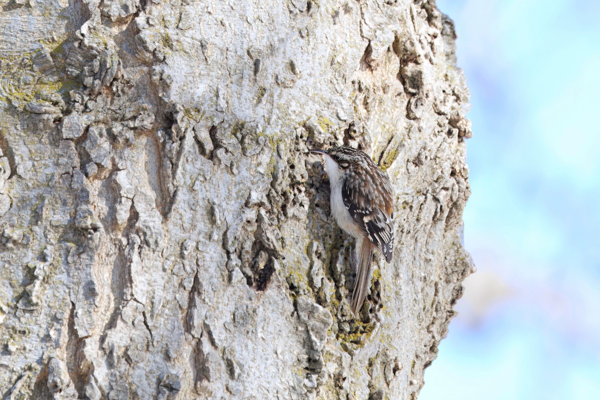 Brown Creeper - ML630937938