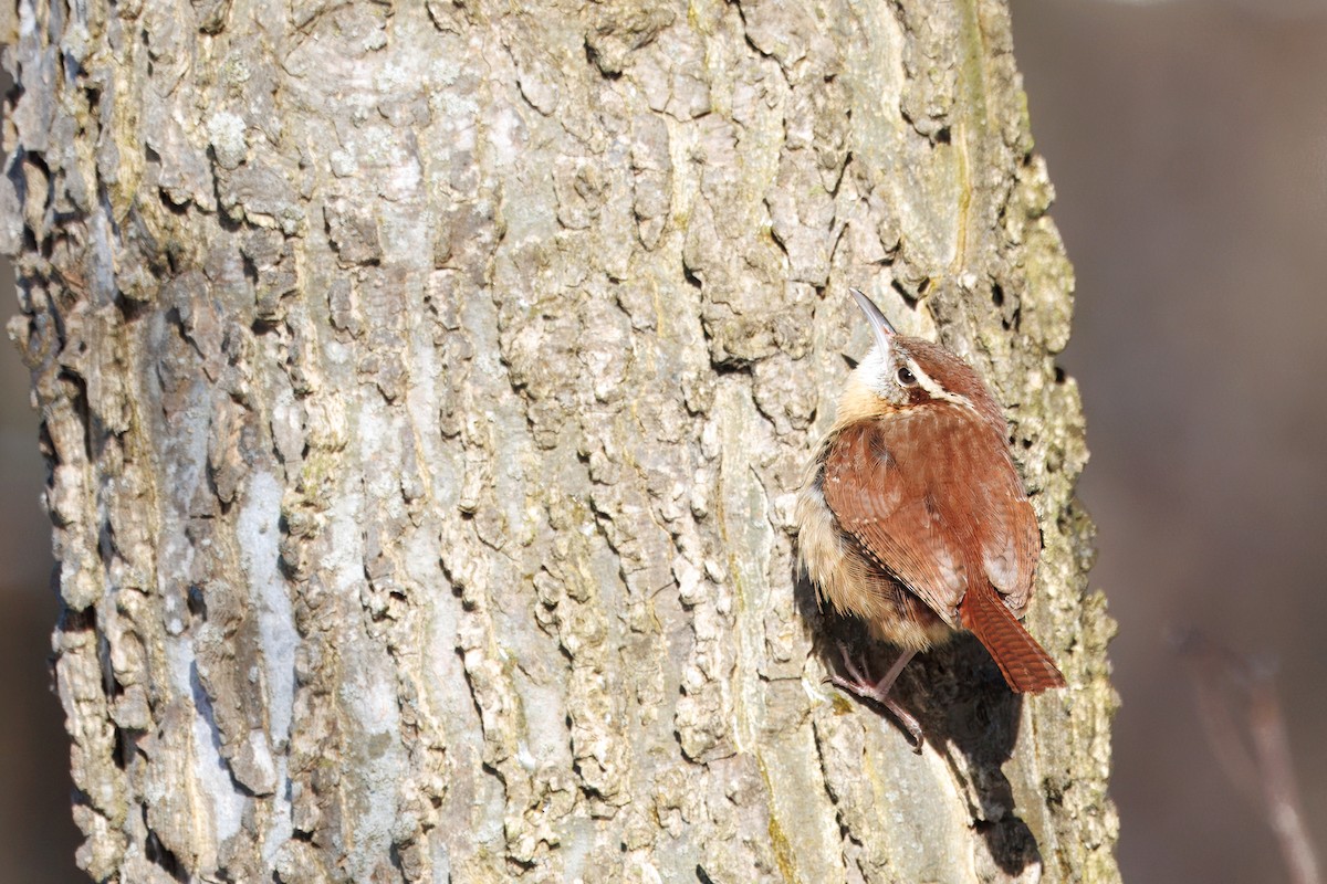 Carolina Wren - ML630937947