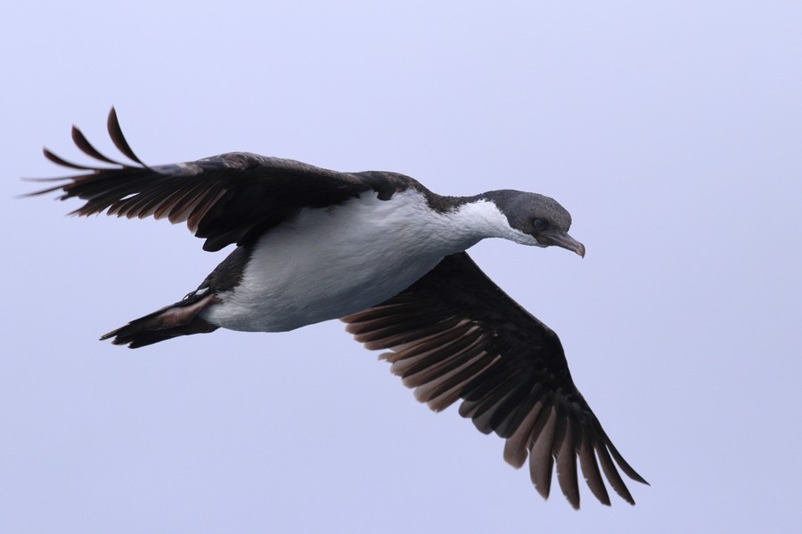 Macquarie Shag - ML630937975