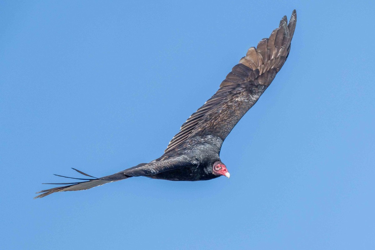 ヒメコンドル - ML630938058