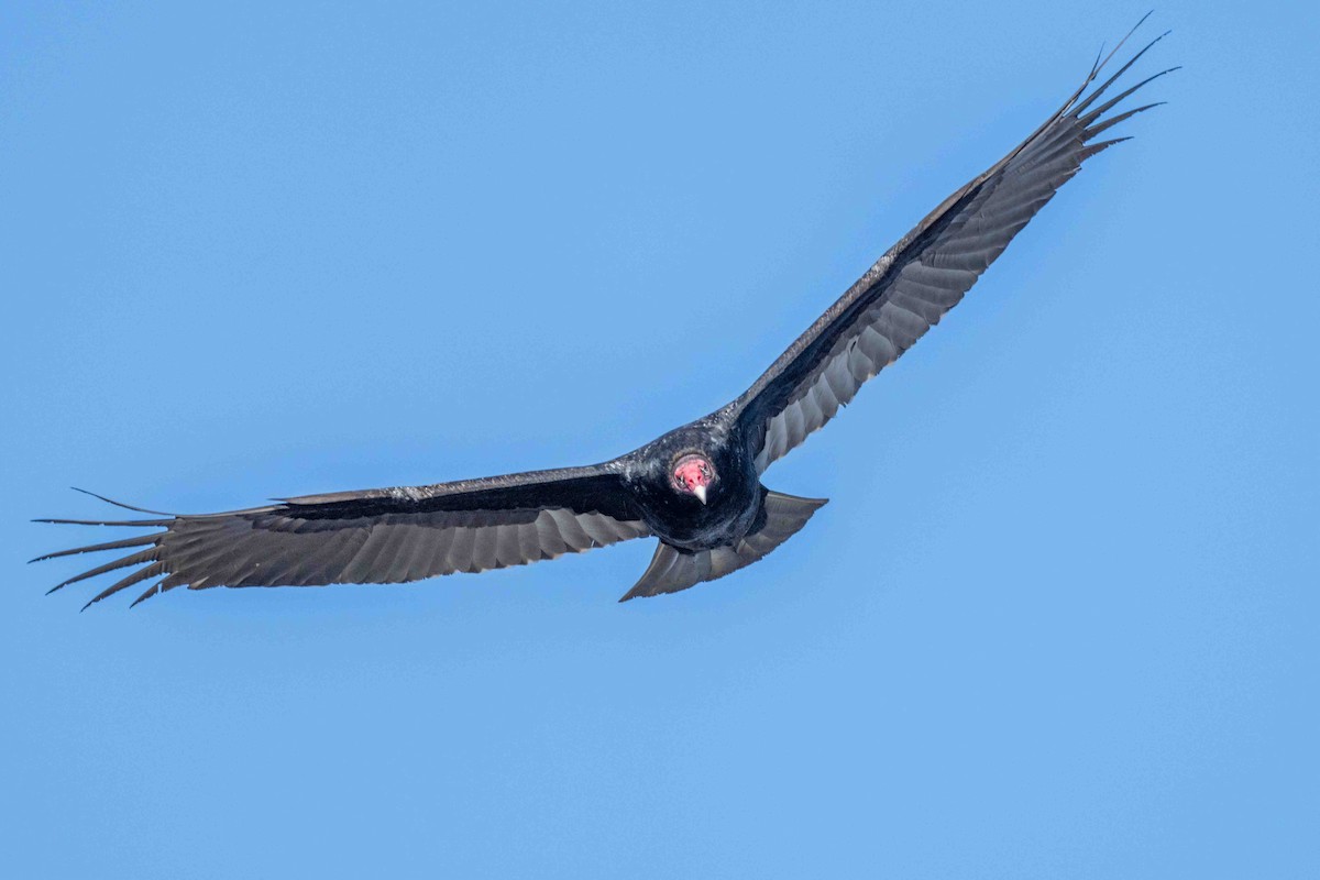 ヒメコンドル - ML630938059