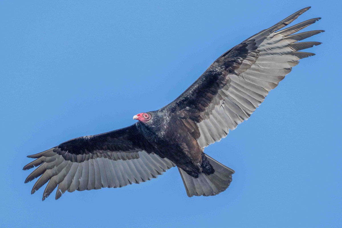 ヒメコンドル - ML630938060