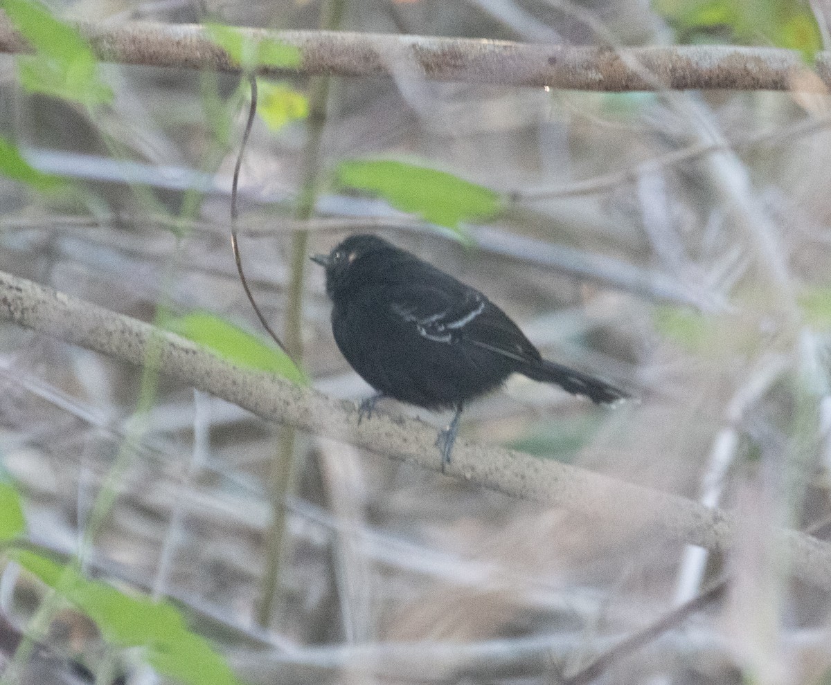 Rio Branco Antbird - ML630938095