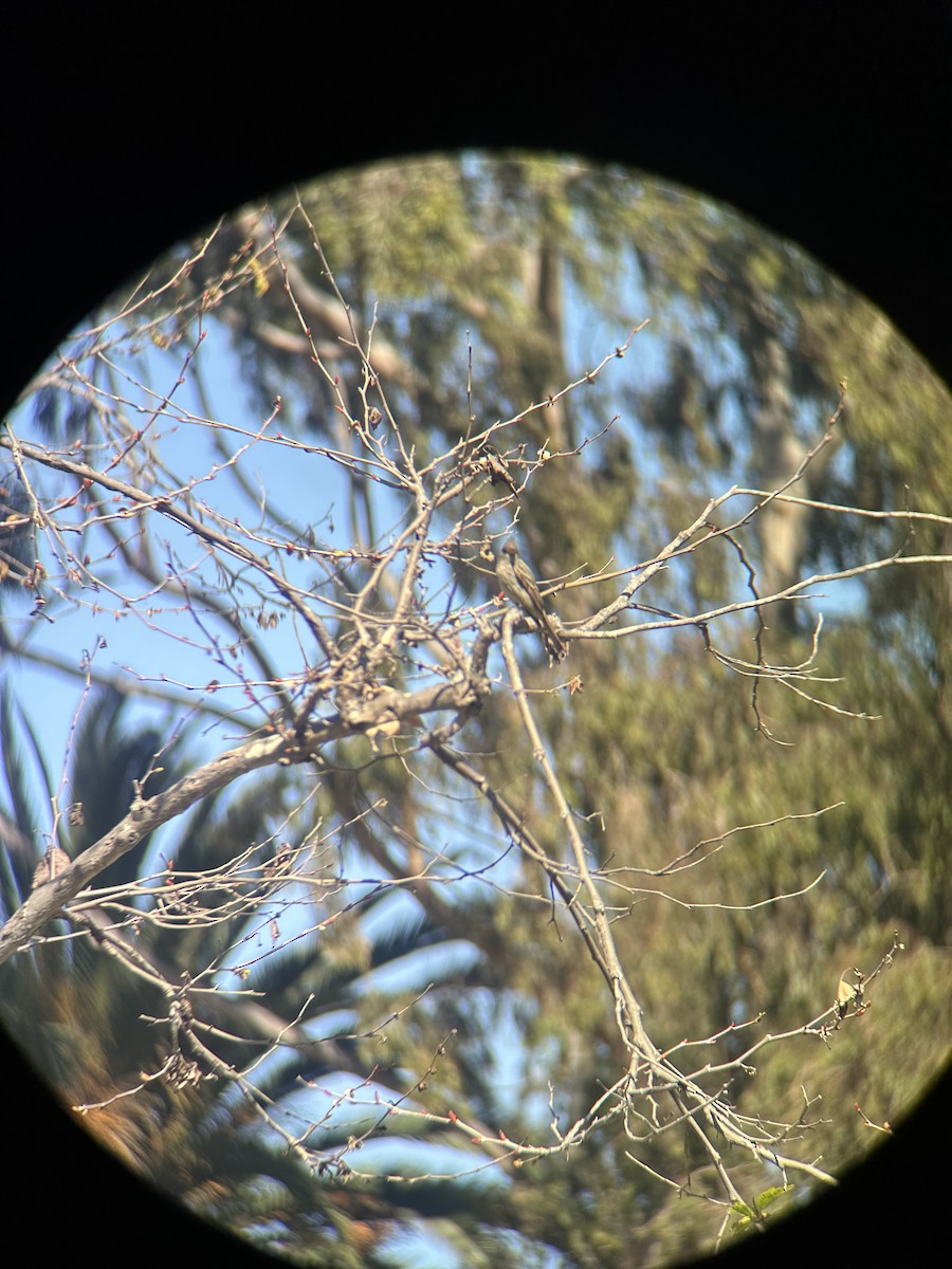 Greater Pewee - ML630938101