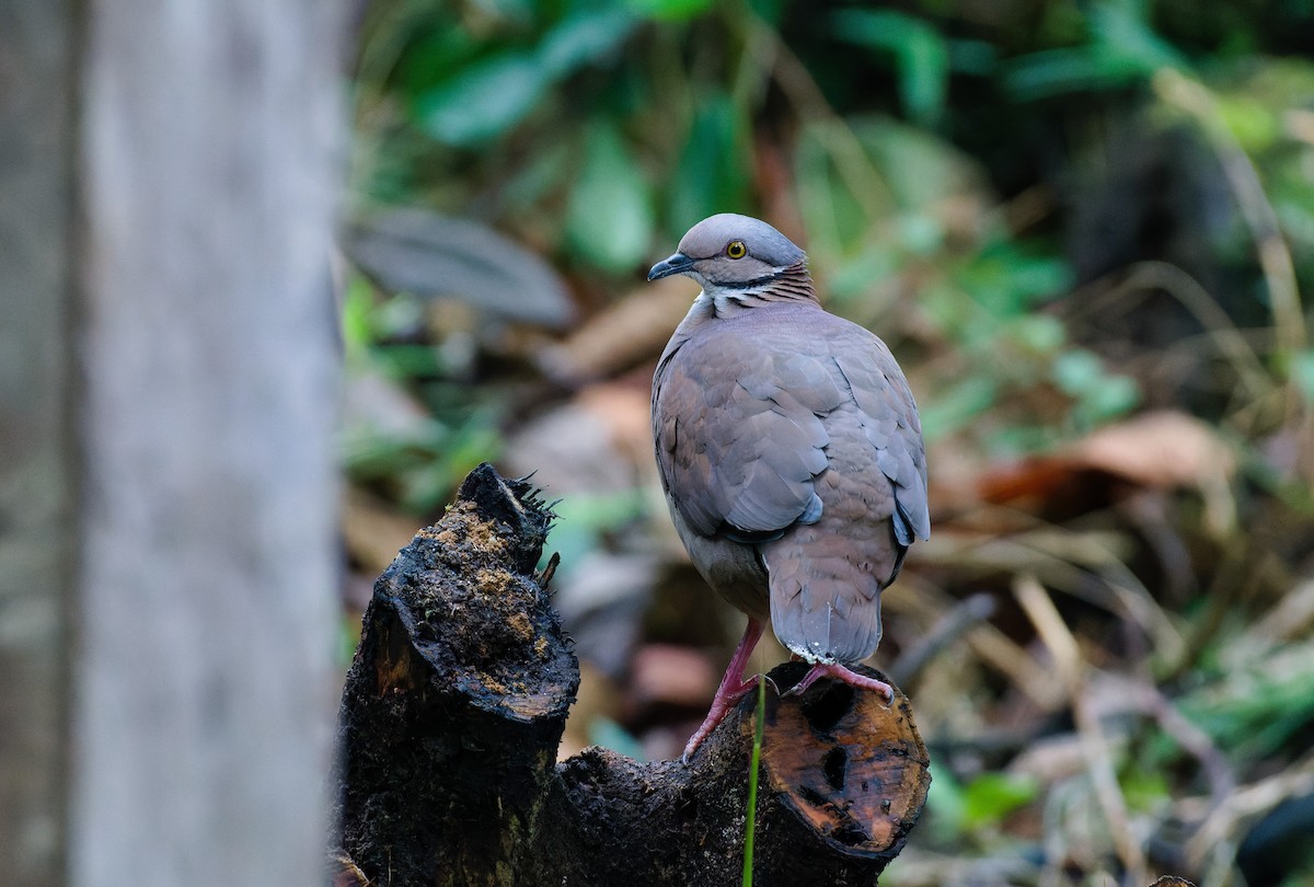 White-throated Quail-Dove - ML630938332