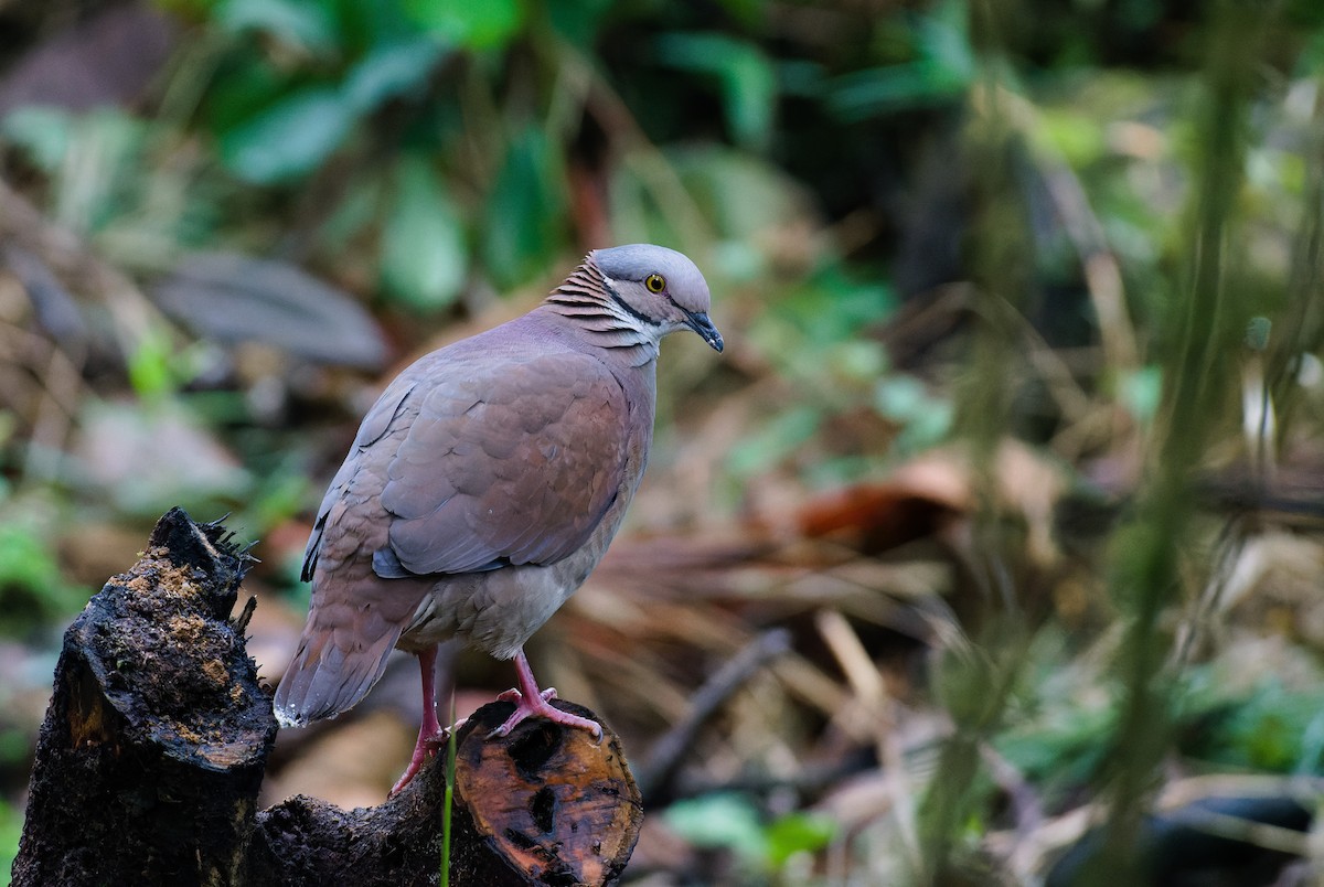 White-throated Quail-Dove - ML630938335