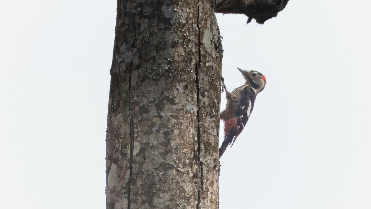 Necklaced Woodpecker - ML630938465