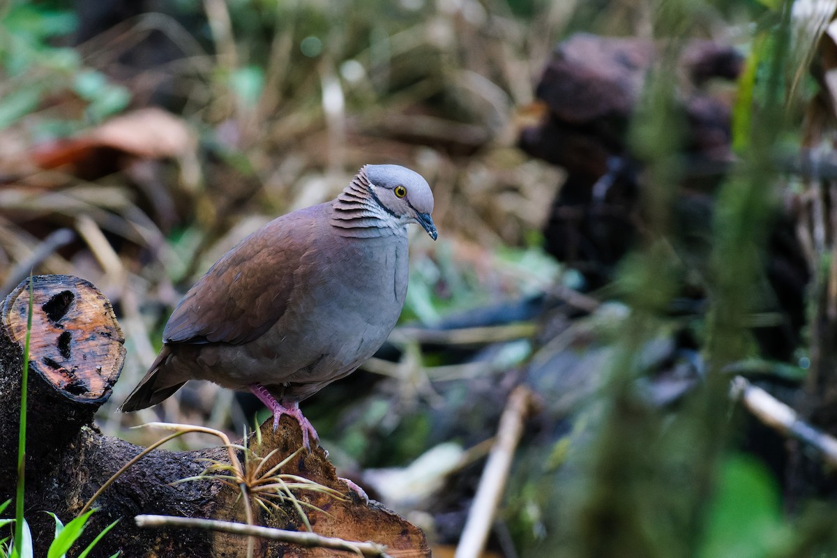 White-throated Quail-Dove - ML630938477