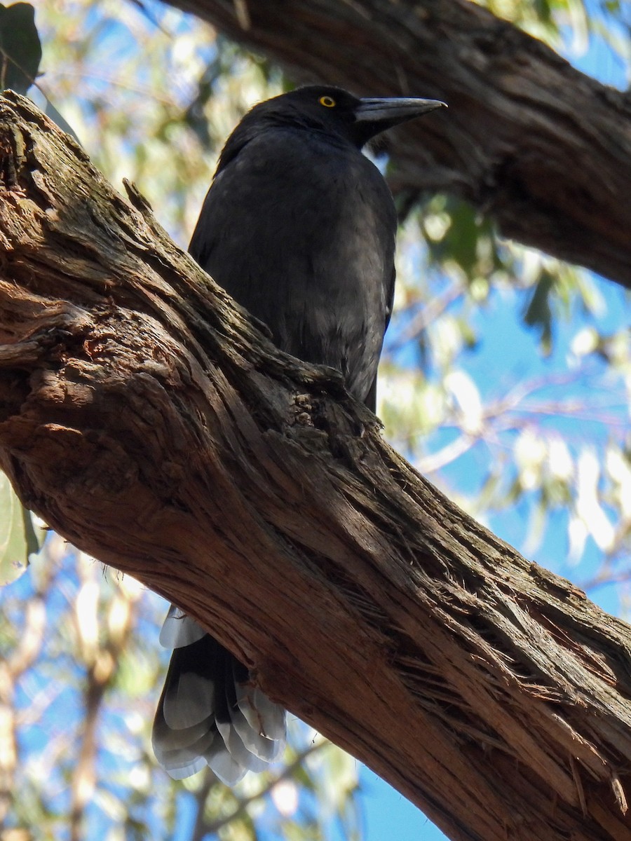 Pied Currawong - ML630938498