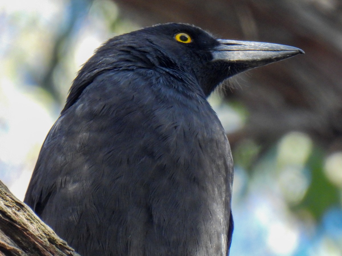 Pied Currawong - ML630938499
