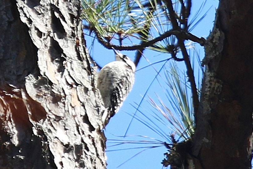 Red-cockaded Woodpecker - ML630938539
