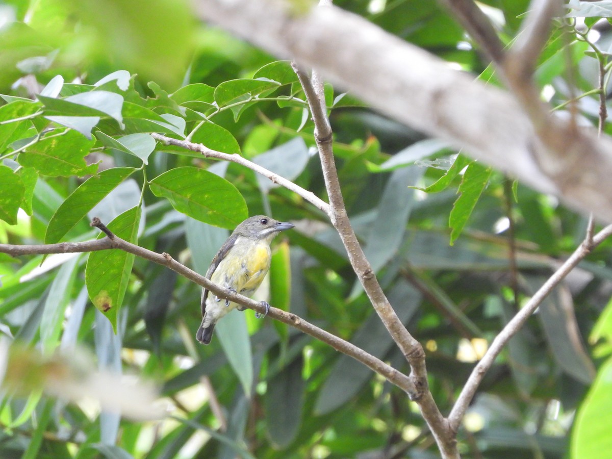 Palawan Flowerpecker - ML630938568