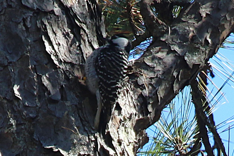 Red-cockaded Woodpecker - ML630938572