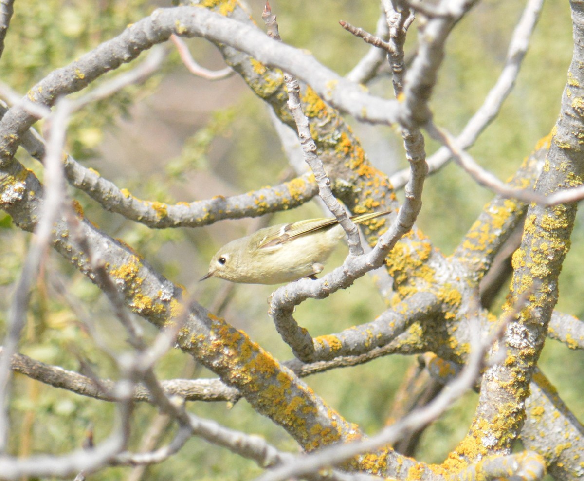 Ruby-crowned Kinglet - ML630938653