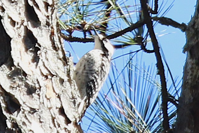 Red-cockaded Woodpecker - ML630938654