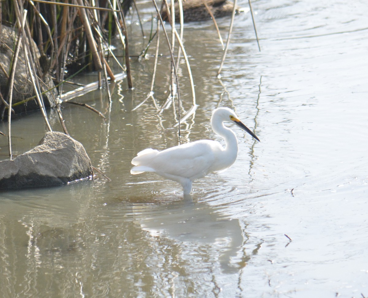 Snowy Egret - ML630938665