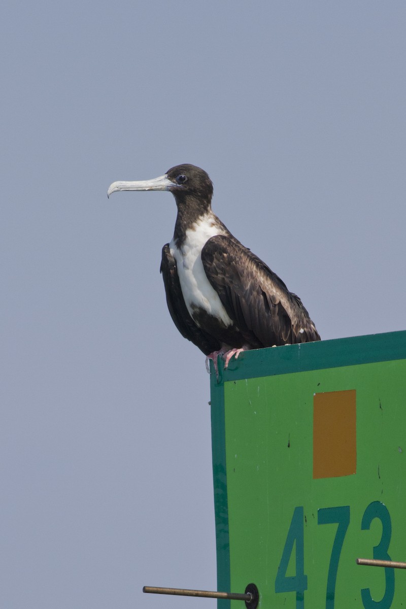 Magnificent Frigatebird - Samuel Paul Galick