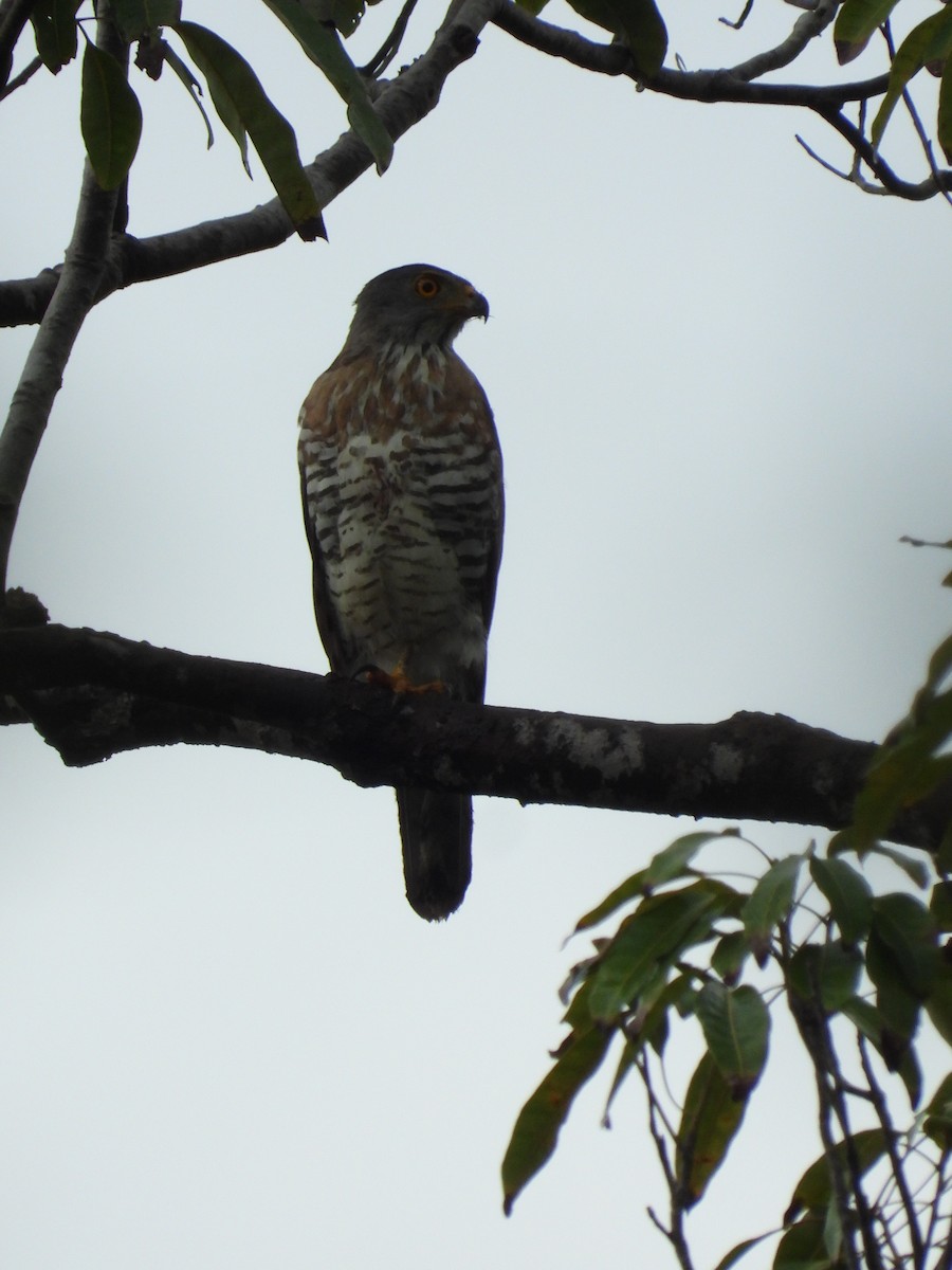 Crested Goshawk - ML630938933