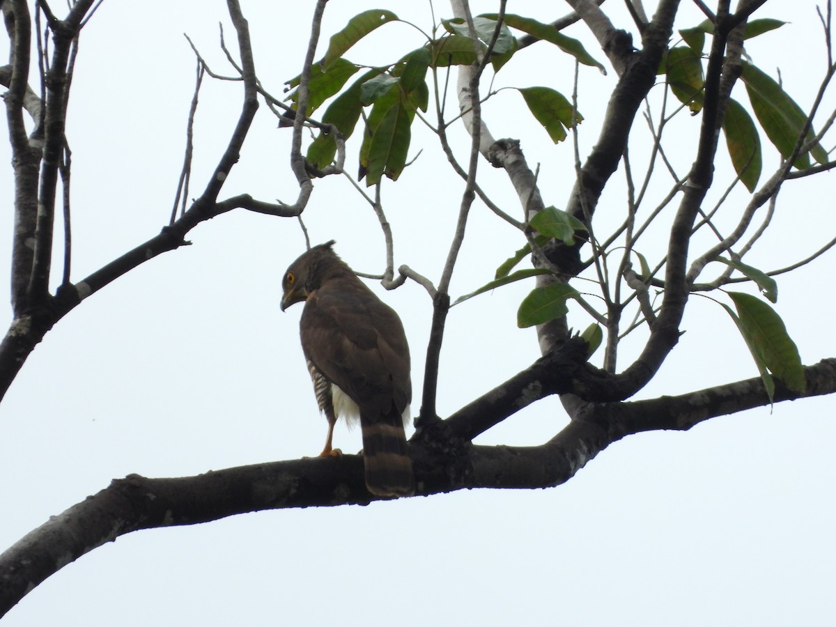 Crested Goshawk - ML630938934