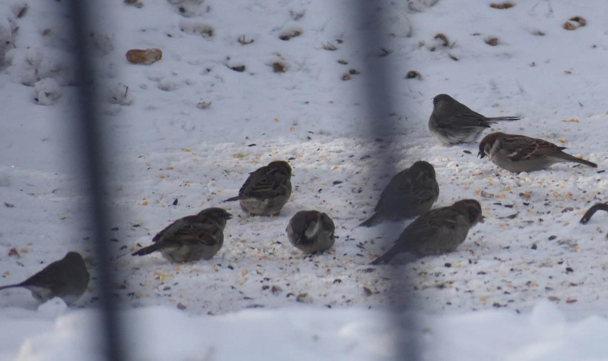 Eurasian Tree Sparrow - ML630939020