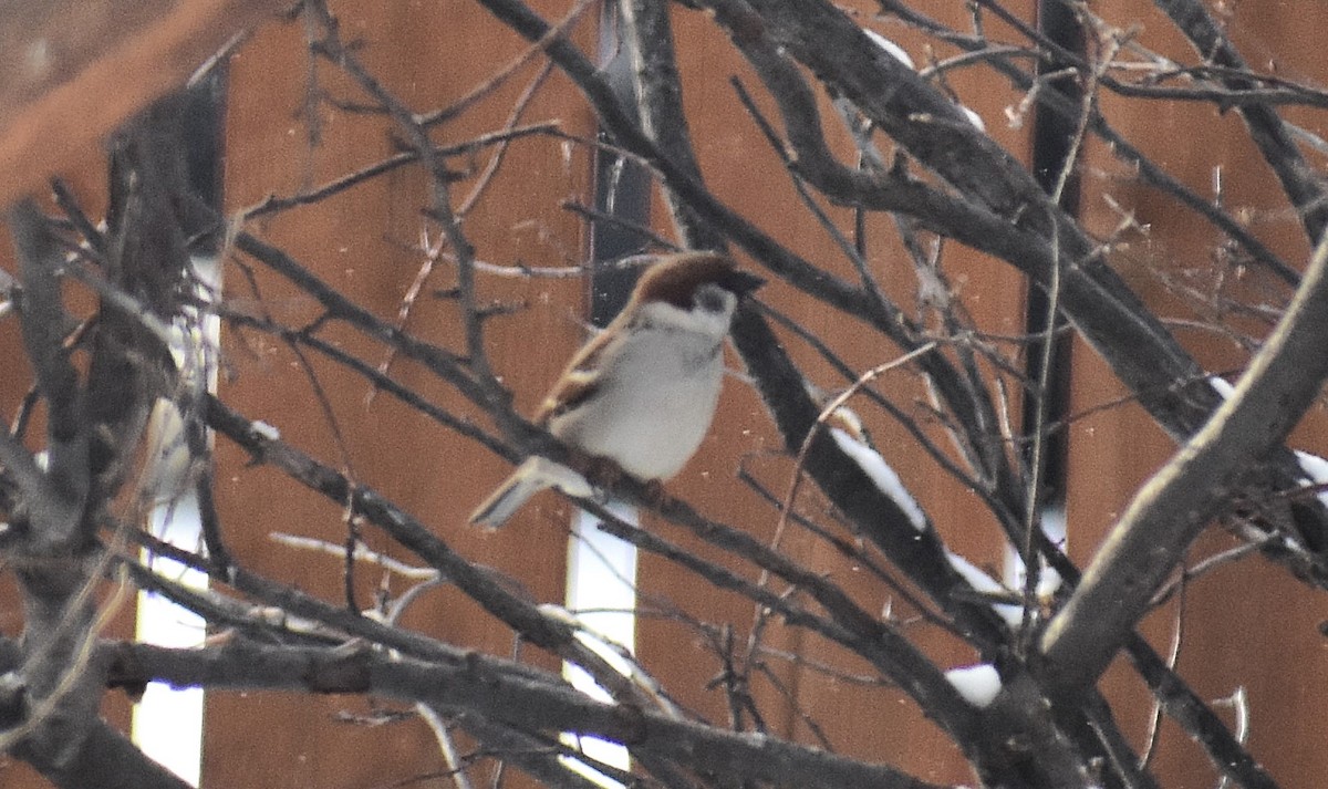 Eurasian Tree Sparrow - ML630939021