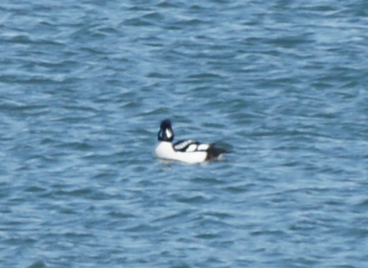 Barrow's Goldeneye - ML630939026