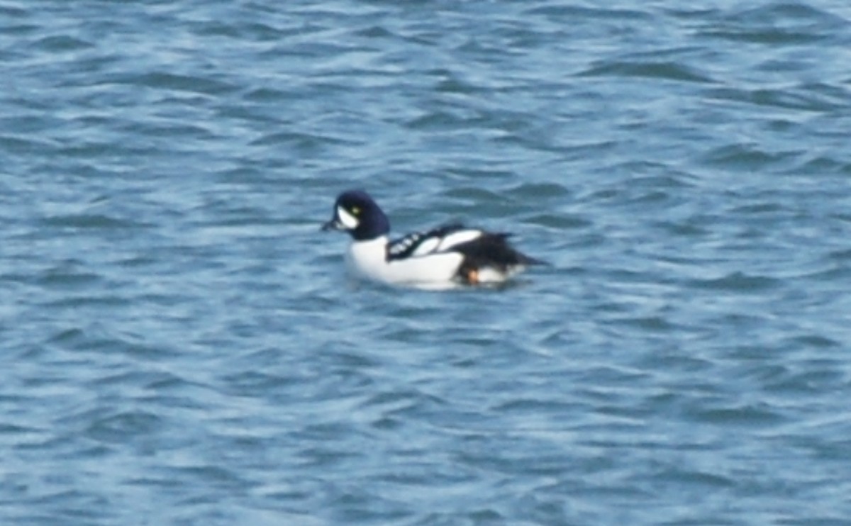 Barrow's Goldeneye - ML630939027