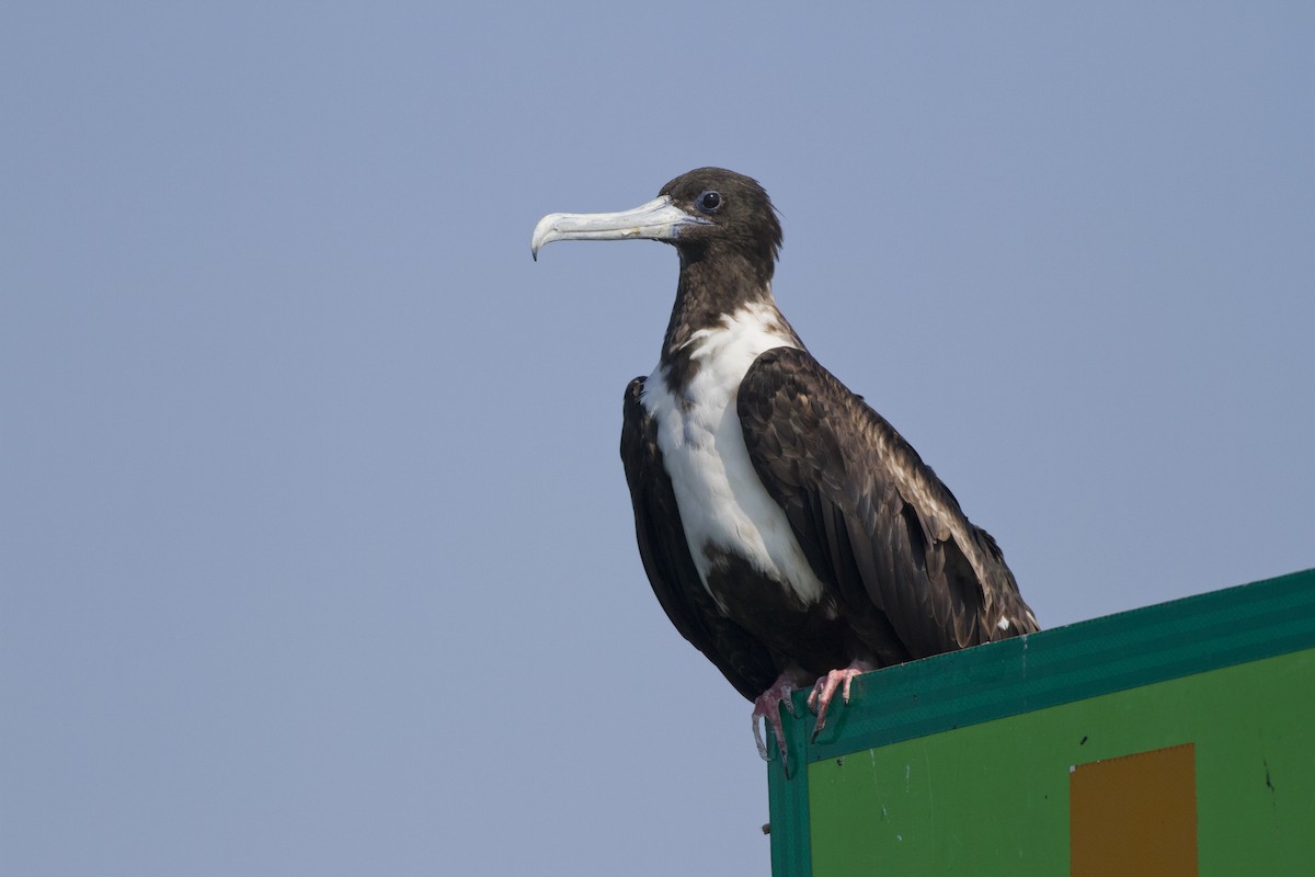 Magnificent Frigatebird - ML63093921