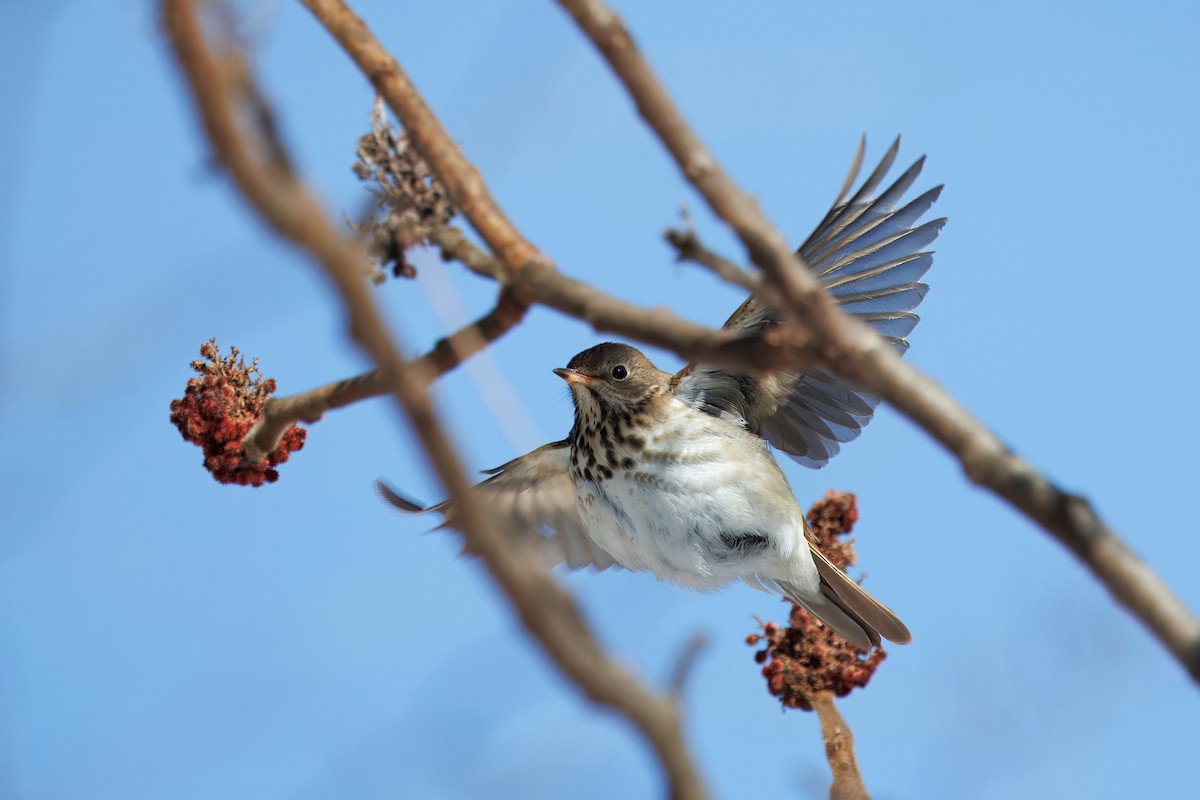 Hermit Thrush - ML630939338