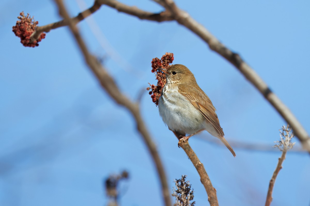 Hermit Thrush - ML630939339