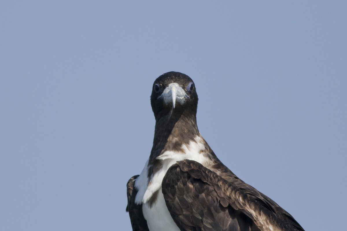 Magnificent Frigatebird - ML63093941