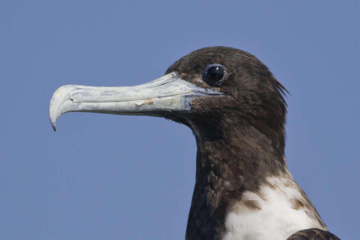 Magnificent Frigatebird - ML63093951