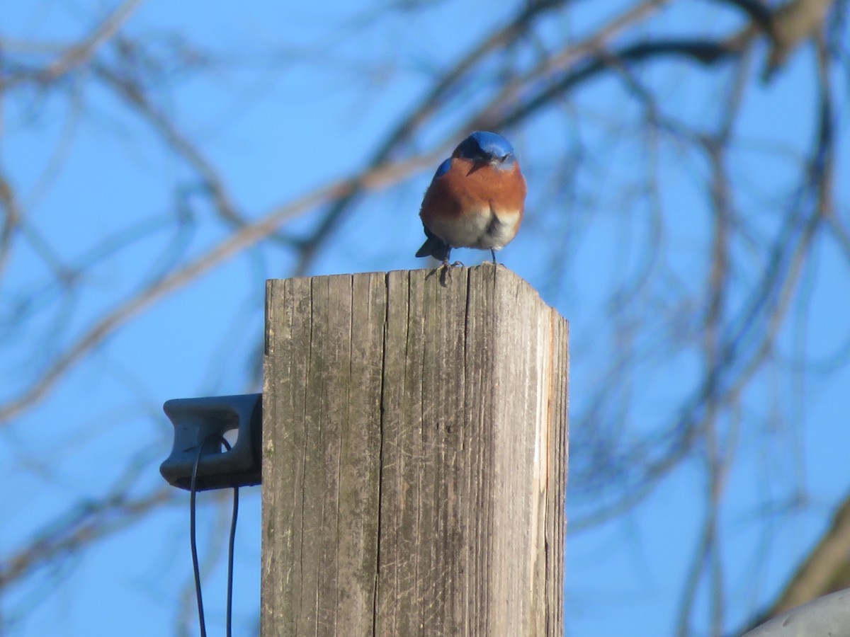 Eastern Bluebird - ML630939538