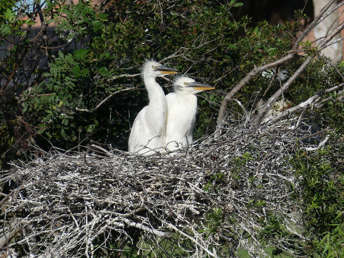 Great Blue Heron (Great White) - ML630940001