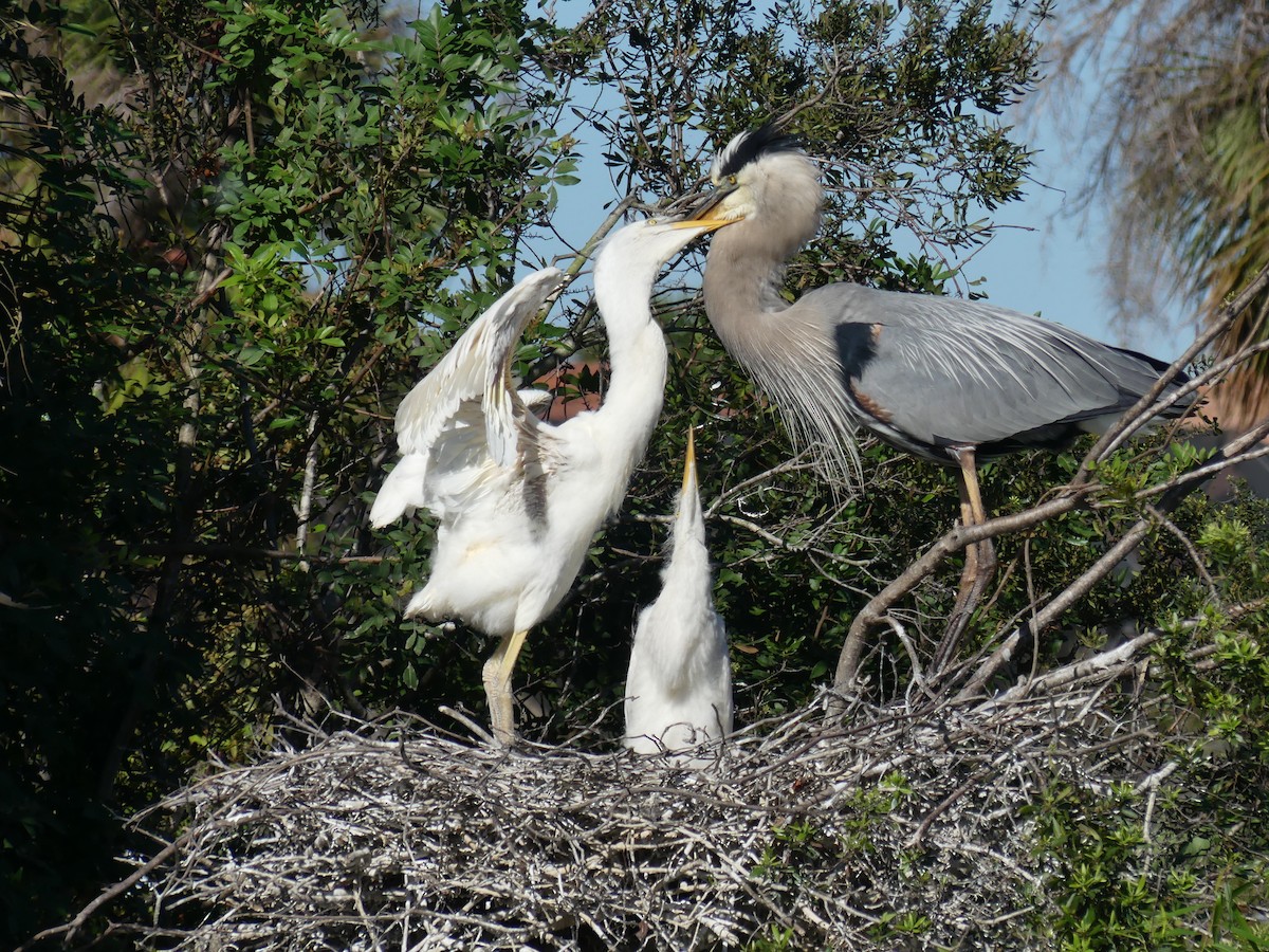 Great Blue Heron (Great White) - ML630940002