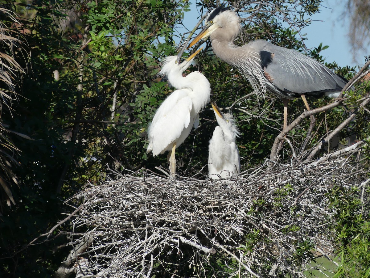 Great Blue Heron (Great White) - ML630940005