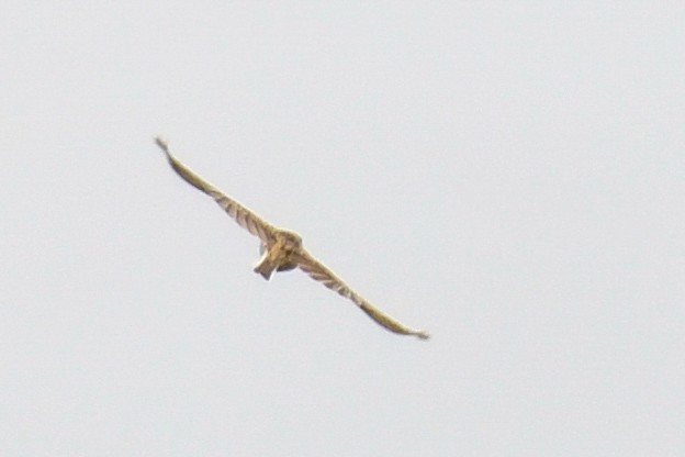 Puna Pipit - ML630940212