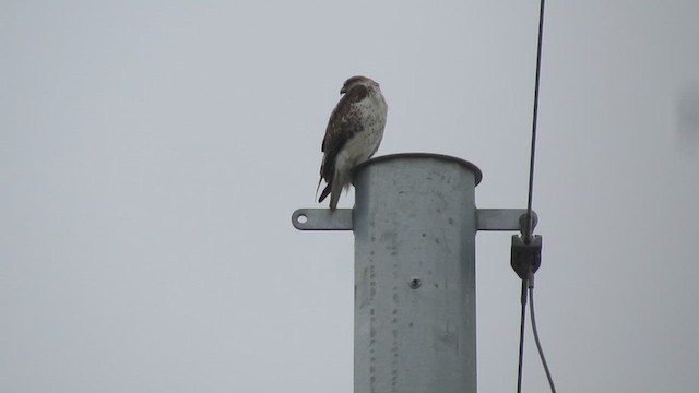 Ferruginous Hawk - ML630940232
