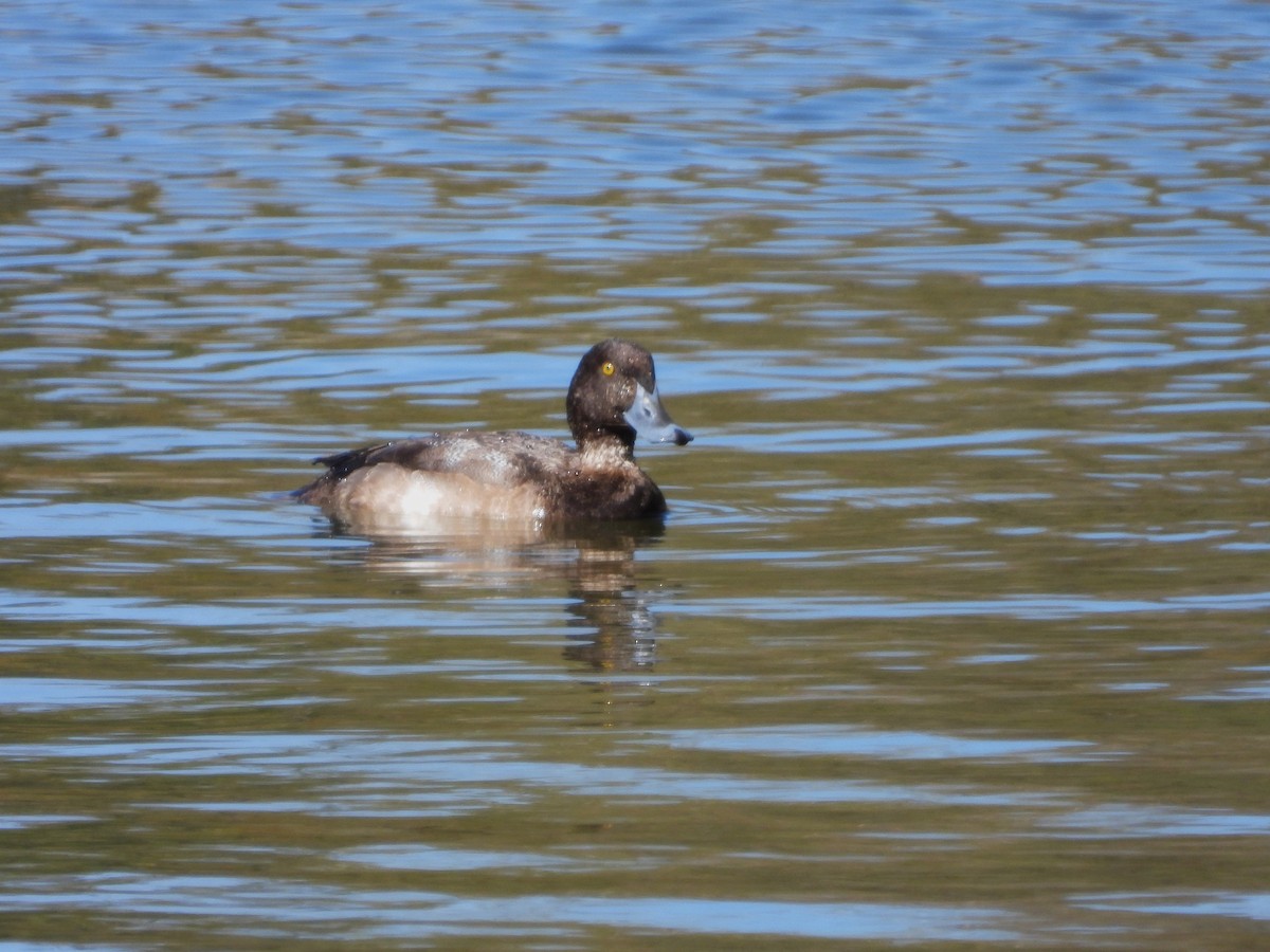 コスズガモ - ML630940575