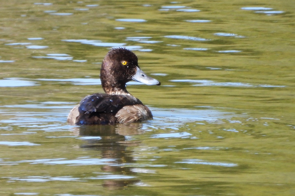 コスズガモ - ML630940580